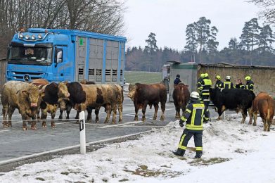 Januar 2019: Verkehrsunfall Viehtransporter 2